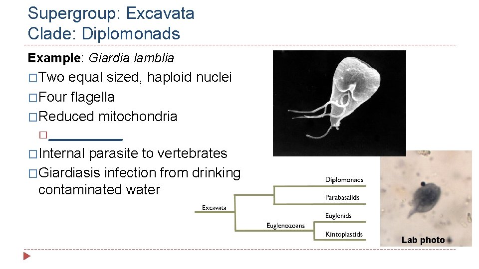 Supergroup: Excavata Clade: Diplomonads Example: Giardia lamblia �Two equal sized, haploid nuclei �Four flagella