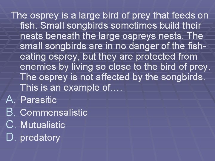 The osprey is a large bird of prey that feeds on fish. Small songbirds The osprey is a large bird of prey that feeds on fish. Small songbirds