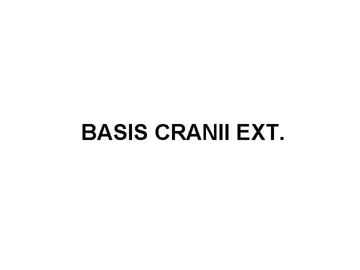 BASIS CRANII EXT. 