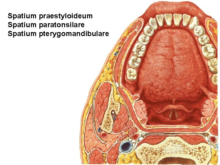 Spatium praestyloideum Spatium paratonsilare Spatium pterygomandibulare 