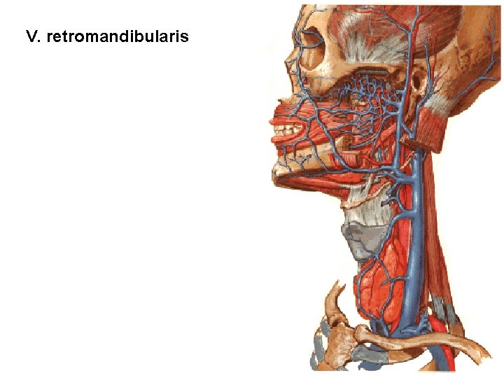 V. retromandibularis 