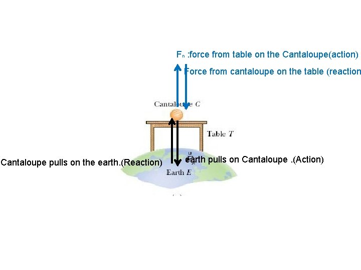 Fn : force from table on the Cantaloupe(action) Force from cantaloupe on the table