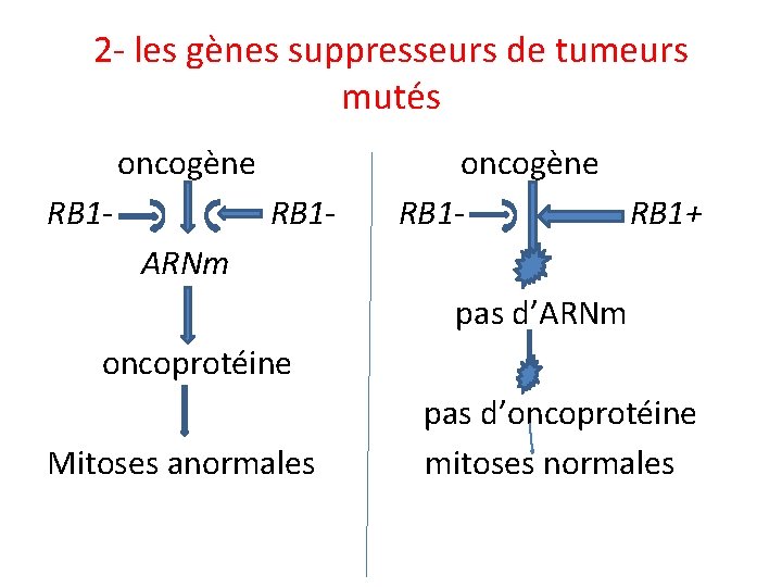 2 - les gènes suppresseurs de tumeurs mutés oncogène RB 1 - oncogène RB