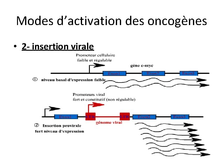 Modes d’activation des oncogènes • 2 - insertion virale 