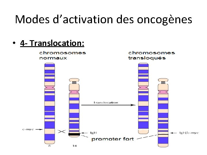 Modes d’activation des oncogènes • 4 - Translocation: 