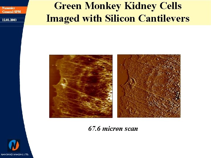 Nanonics General SPM 12. 01. 2003 Green Monkey Kidney Cells Imaged with Silicon Cantilevers