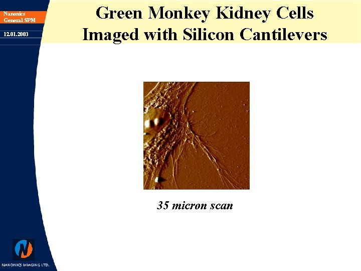 Nanonics General SPM 12. 01. 2003 Green Monkey Kidney Cells Imaged with Silicon Cantilevers