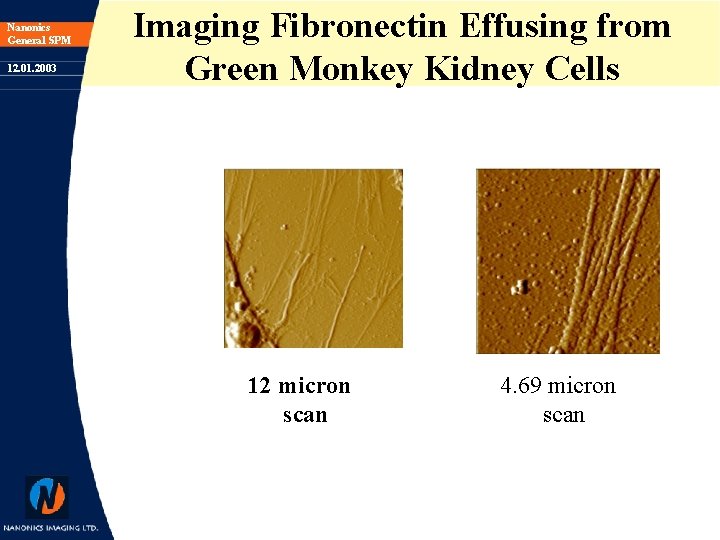 Nanonics General SPM 12. 01. 2003 Imaging Fibronectin Effusing from Green Monkey Kidney Cells