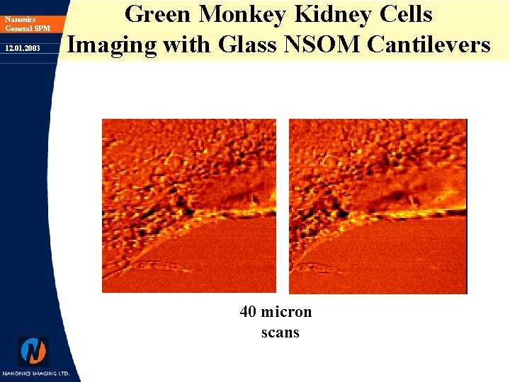 Nanonics General SPM 12. 01. 2003 Green Monkey Kidney Cells Imaging with Glass NSOM