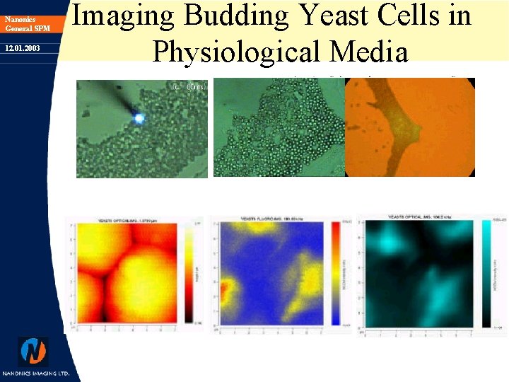 Nanonics General SPM 12. 01. 2003 Imaging Budding Yeast Cells in Physiological Media 