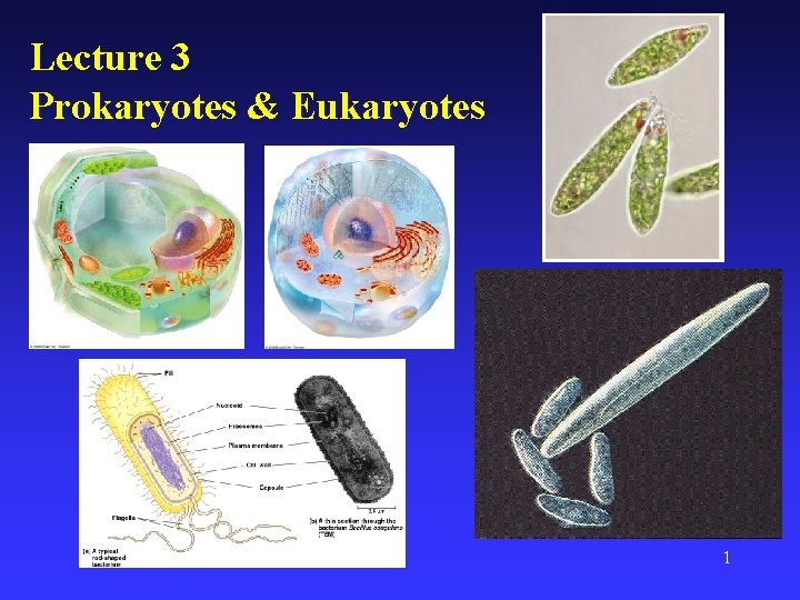 Lecture 3 Prokaryotes & Eukaryotes 1 