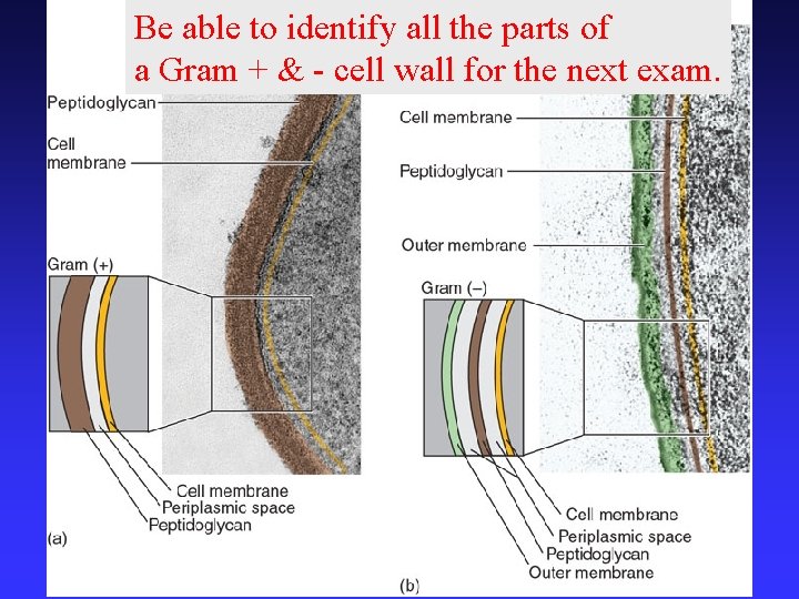 Be able to identify all the parts of a Gram + & - cell