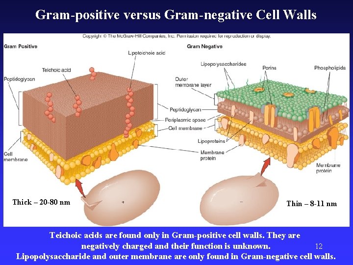 Gram-positive versus Gram-negative Cell Walls Fig. 4. 16 Thick – 20 -80 nm Thin