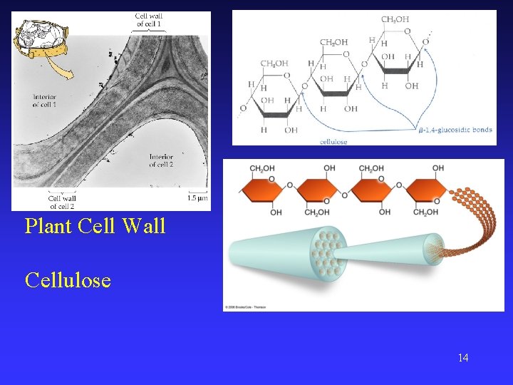 Plant Cell Wall Cellulose 14 