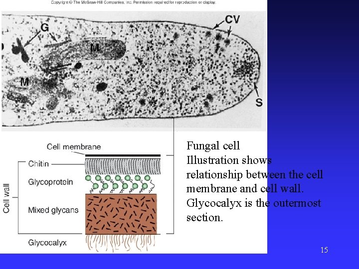 Fungal cell Illustration shows relationship between the cell membrane and cell wall. Glycocalyx is