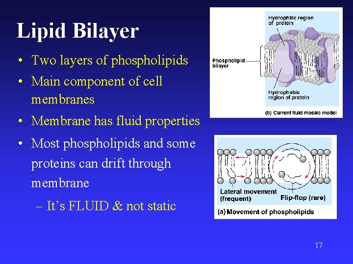 Lipid Bilayer • Two layers of phospholipids • Main component of cell membranes •