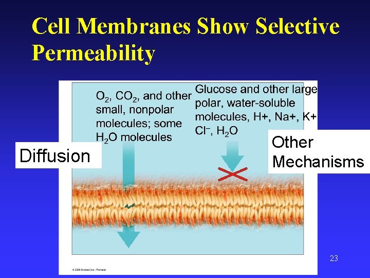 Cell Membranes Show Selective Permeability Diffusion Other Mechanisms 23 