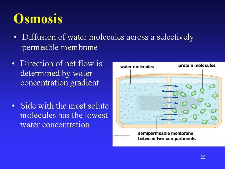 Osmosis • Diffusion of water molecules across a selectively permeable membrane • Direction of