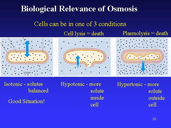 Biological Relevance of Osmosis Cells can be in one of 3 conditions Cell lysis