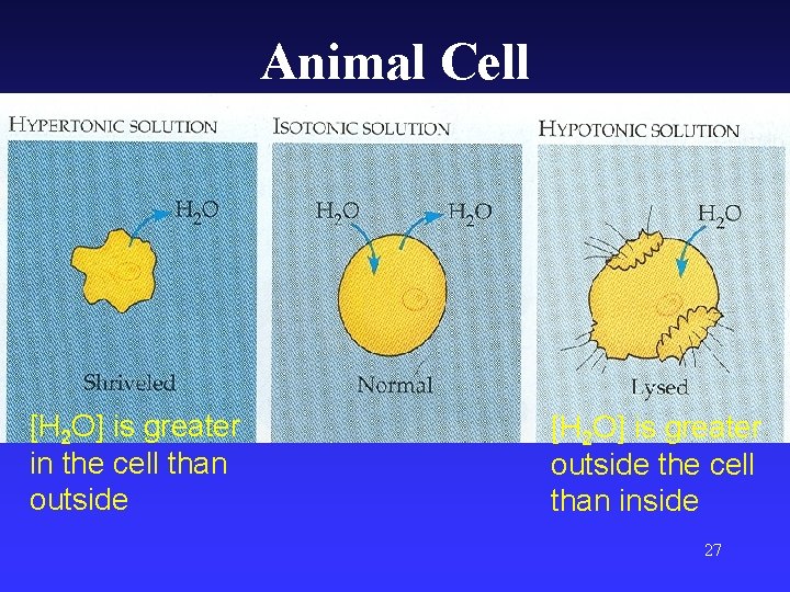Animal Cell [H 2 O] is greater in the cell than outside [H 2