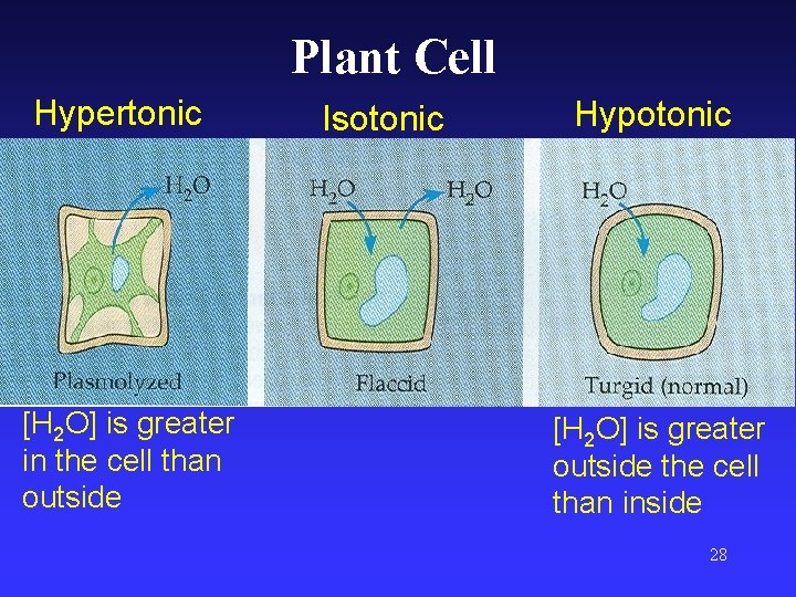 Plant Cell Hypertonic [H 2 O] is greater in the cell than outside Isotonic