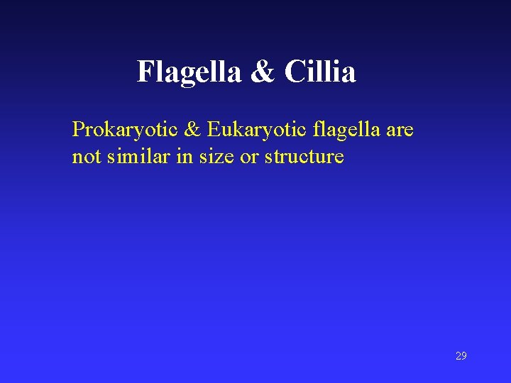 Flagella & Cillia Prokaryotic & Eukaryotic flagella are not similar in size or structure