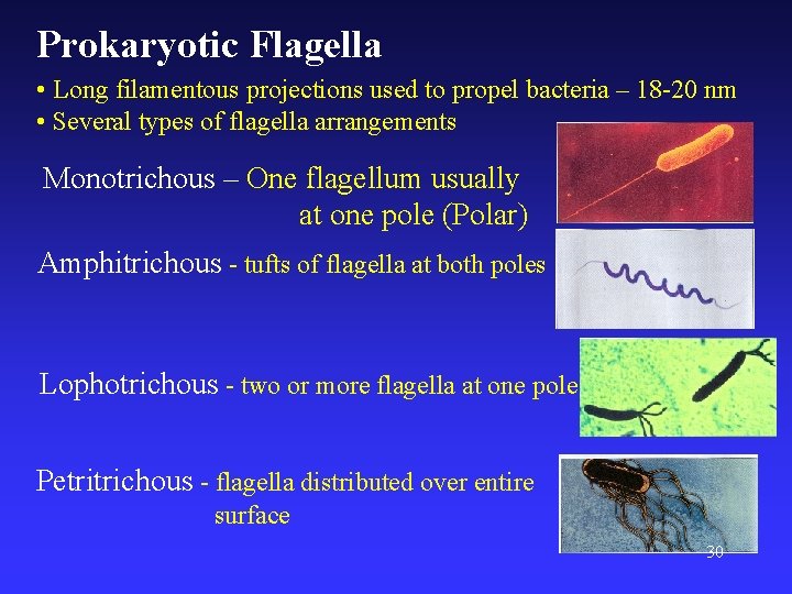 Prokaryotic Flagella • Long filamentous projections used to propel bacteria – 18 -20 nm