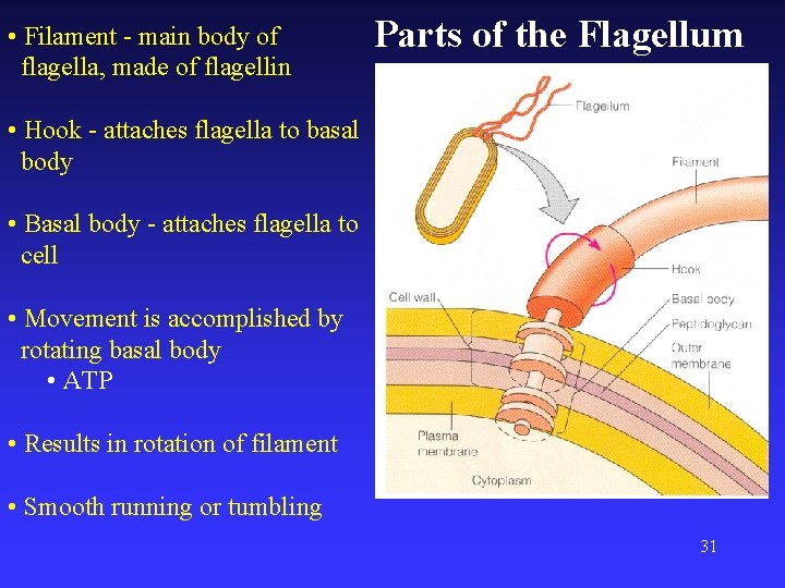  • Filament - main body of flagella, made of flagellin Parts of the