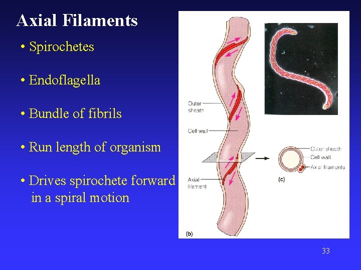 Axial Filaments • Spirochetes • Endoflagella • Bundle of fibrils • Run length of