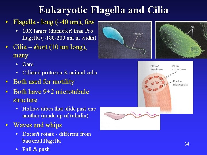 Eukaryotic Flagella and Cilia • Flagella - long (~40 um), few • 10 X