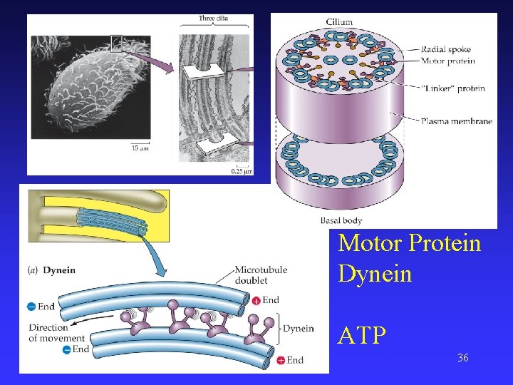 Motor Protein Dynein ATP 36 