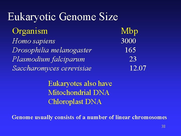 Eukaryotic Genome Size Organism Mbp Homo sapiens Drosophilia melanogaster Plasmodium falciparum Saccharomyces cerevisiae 3000