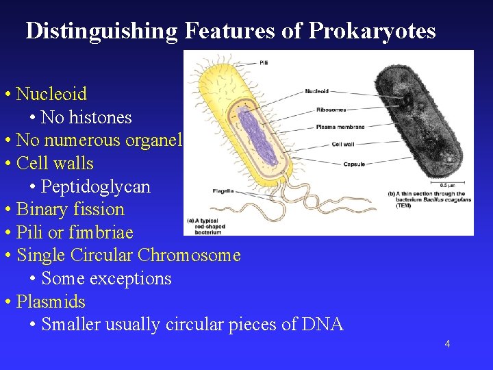 Distinguishing Features of Prokaryotes • Nucleoid • No histones • No numerous organelles •