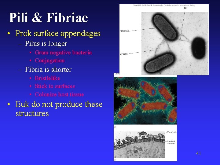 Pili & Fibriae • Prok surface appendages – Pilus is longer • Gram negative