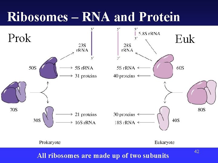 Ribosomes – RNA and Protein Prok Euk All ribosomes are made up of two