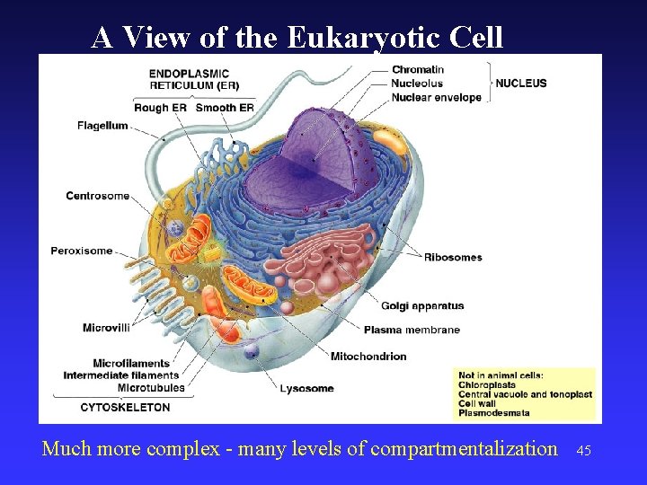 A View of the Eukaryotic Cell Much more complex - many levels of compartmentalization