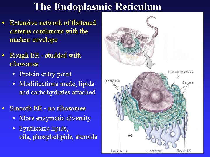 The Endoplasmic Reticulum • Extensive network of flattened cisterns continuous with the nuclear envelope