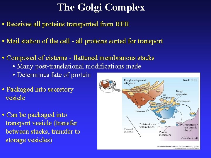 The Golgi Complex • Receives all proteins transported from RER • Mail station of