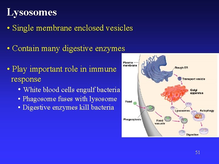 Lysosomes • Single membrane enclosed vesicles • Contain many digestive enzymes • Play important