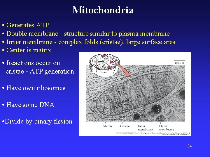 Mitochondria • Generates ATP • Double membrane - structure similar to plasma membrane •