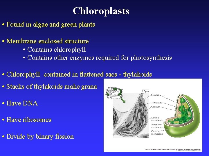 Chloroplasts • Found in algae and green plants • Membrane enclosed structure • Contains