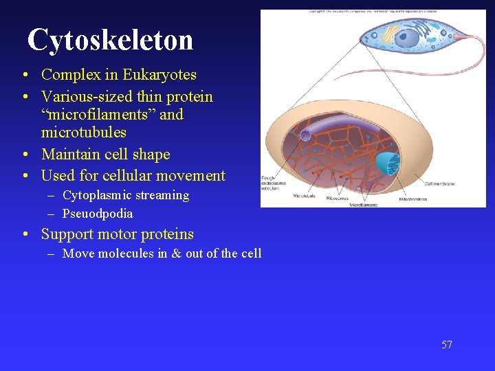 Cytoskeleton • Complex in Eukaryotes • Various-sized thin protein “microfilaments” and microtubules • Maintain