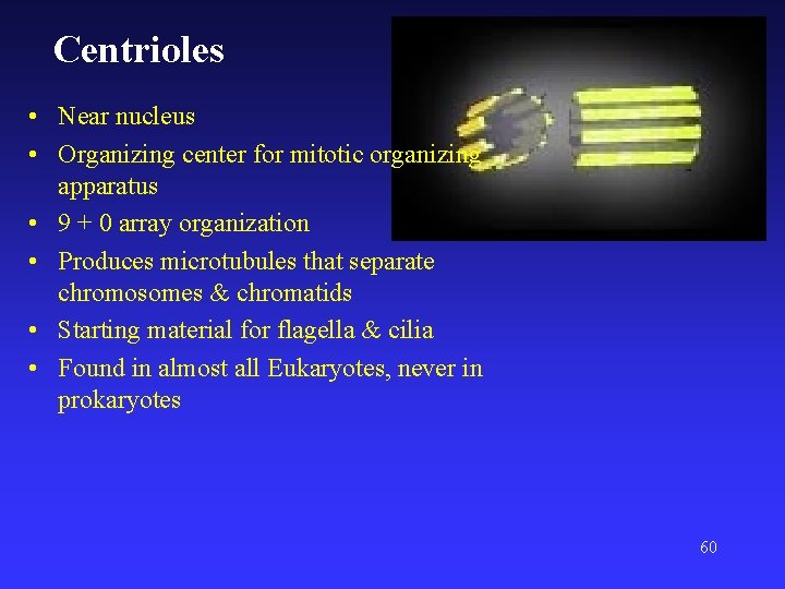 Centrioles • Near nucleus • Organizing center for mitotic organizing apparatus • 9 +