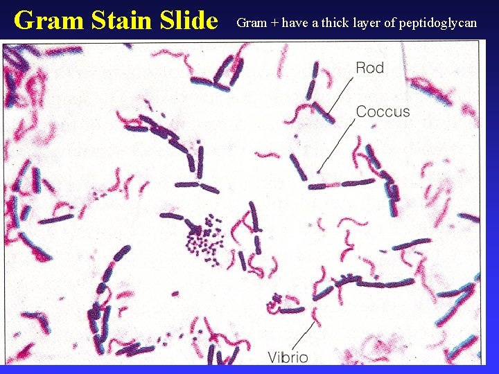 Gram Stain Slide Gram + have a thick layer of peptidoglycan 8 