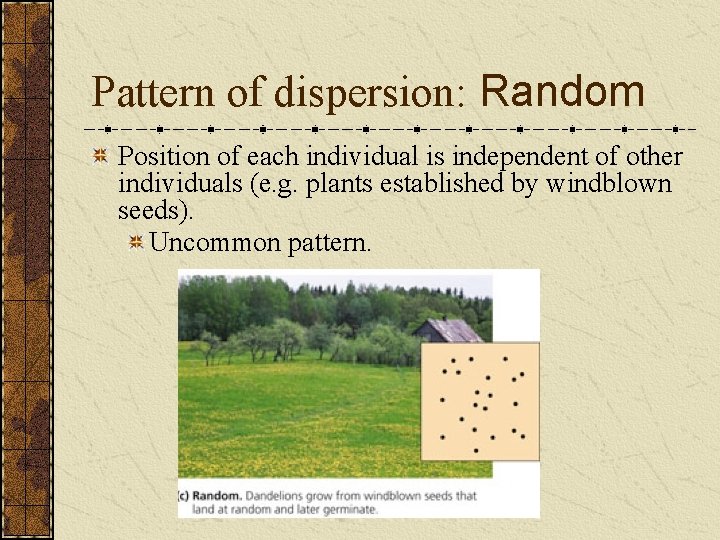 Pattern of dispersion: Random Position of each individual is independent of other individuals (e.