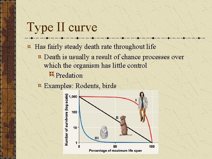 Type II curve Has fairly steady death rate throughout life Death is usually a