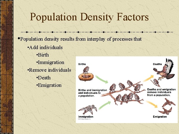 Population Density Factors • Population density results from interplay of processes that • Add