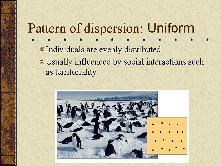 Pattern of dispersion: Uniform Individuals are evenly distributed Usually influenced by social interactions such