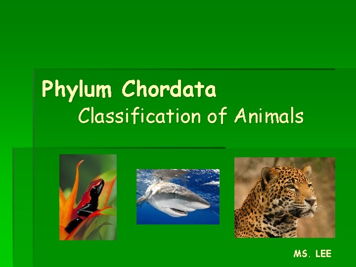 Phylum Chordata Classification of Animals MS. LEE 