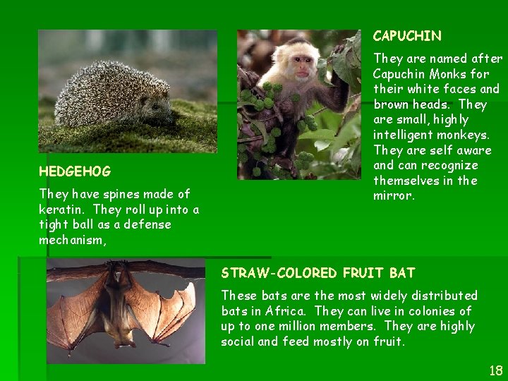 CAPUCHIN HEDGEHOG They have spines made of keratin. They roll up into a tight